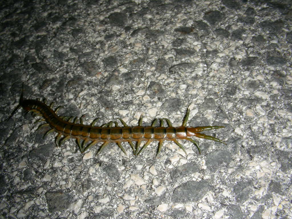 Era mezzanotte ... e...(Scolopendra cingulata)